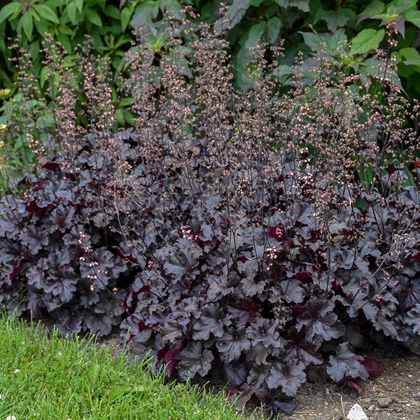 Primo&reg; Black Pearl Coral Bells