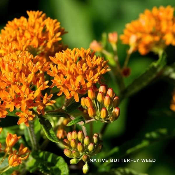 Audubon&reg; Native Got Milkweed