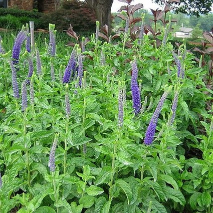 Sunny Border Blue Veronica