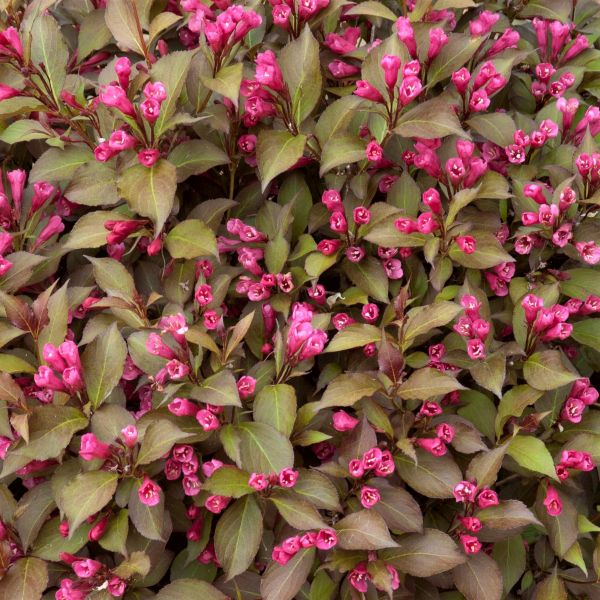 Shining Sensation&trade; Weigela