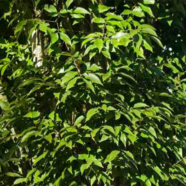 Musashino Zelkova