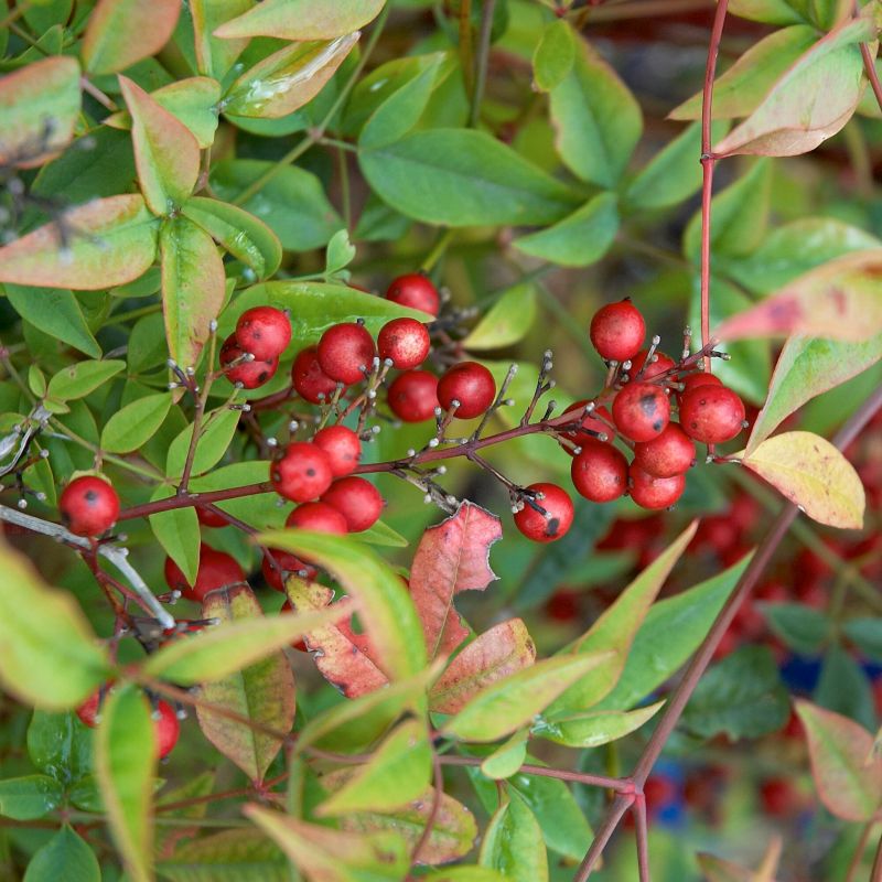 Compact Heavenly Bamboo