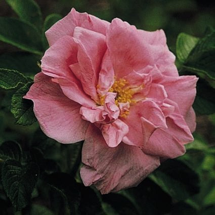 Belle Poitevine Rugosa Rose