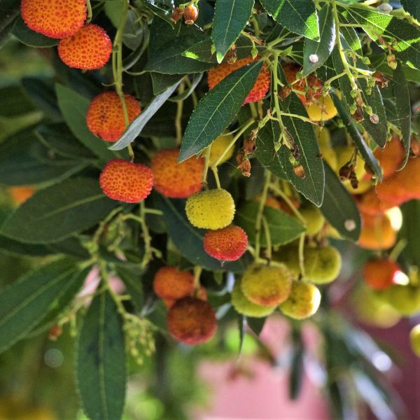 Dwarf Strawberry Tree