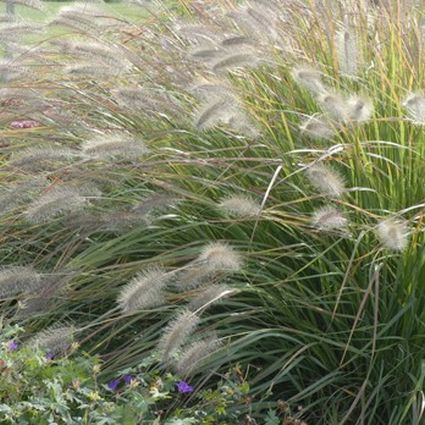 Desert Plains Fountain Grass