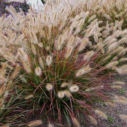 Desert Plains Fountain Grass