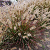 Desert Plains Fountain Grass