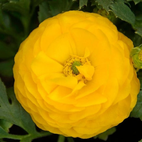 Yellow Ranunculus