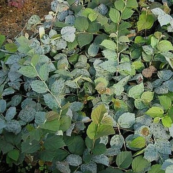 Fothergilla Blue Shadow