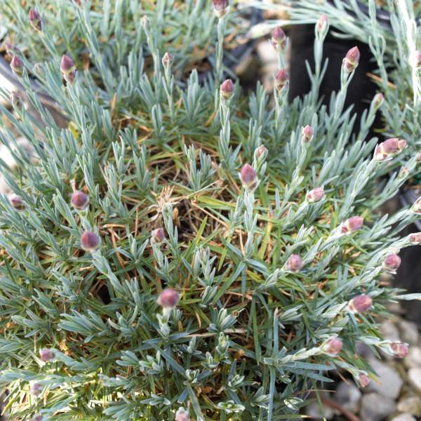 Fire Star Dianthus