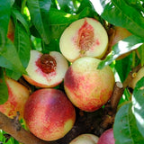 Arctic Jay Nectarine Tree