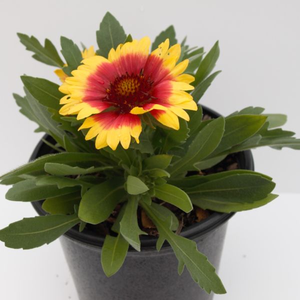 Sunset Cutie Gaillardia