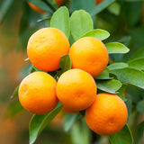 Dwarf Brown Select Satsuma Tree