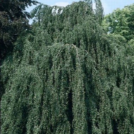 Weeping European Beech