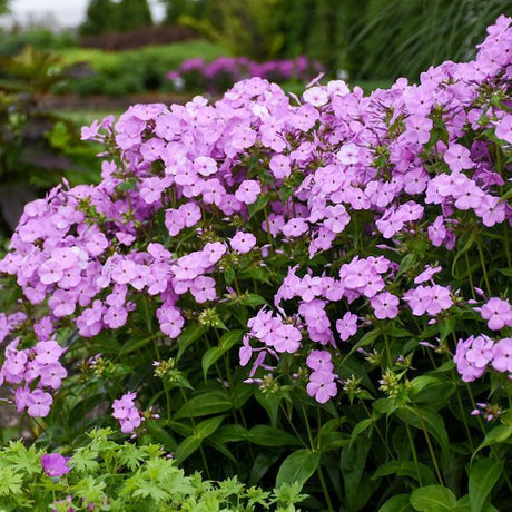 Fashionably Early Princess Phlox