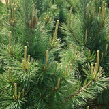 Austrian Pine