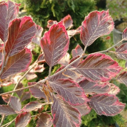 Tricolor European Beech Tree