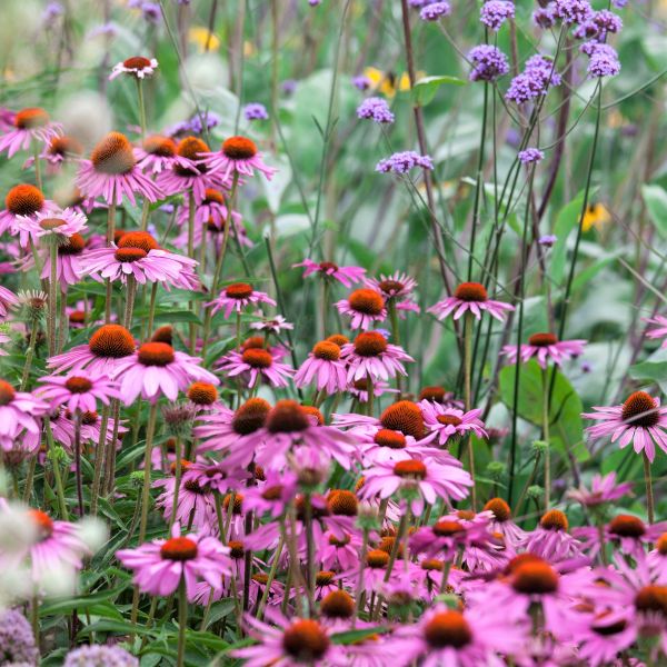 Purple Coneflower