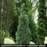 False Cypress Pinpoint&reg; Blue