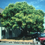 Golden Rain Tree