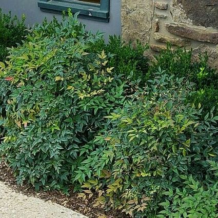 Harbor Dwarf Nandina