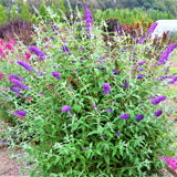 First Editions&reg; Psychedelic Sky&trade; Butterfly Bush