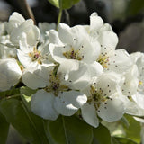 Orient Pear Tree