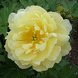 Garden Candy™ Pineapple Fizz™ Itoh Peony