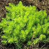 Lemon Ball Sedum