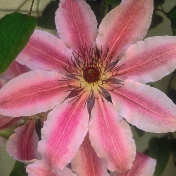 Nelly Moser Clematis