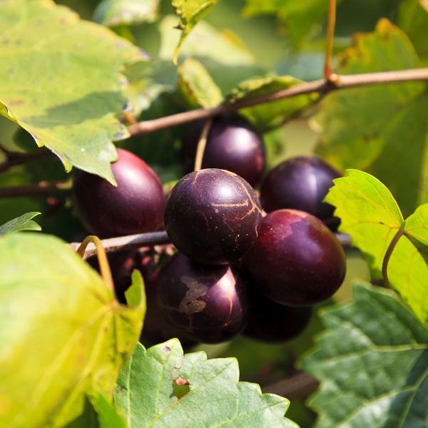 Delicious Muscadine Grape