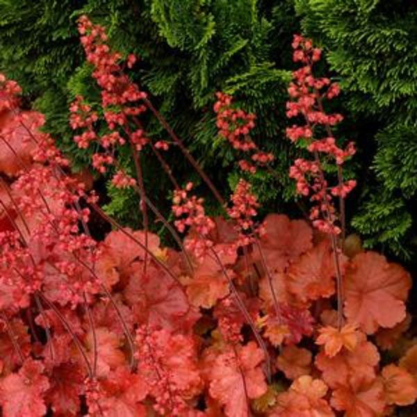 Cherry Cola Coral Bells