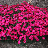 Dianthus Paint The Town Red