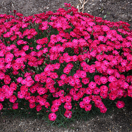 Dianthus Paint The Town Red