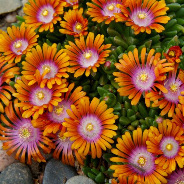 Fire Spinner&reg; Ice Plant