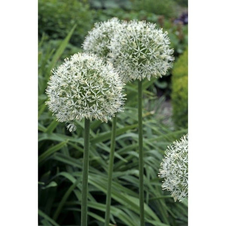 Mount Everest Allium