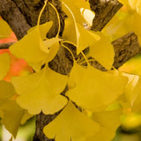 Autumn Gold Ginkgo