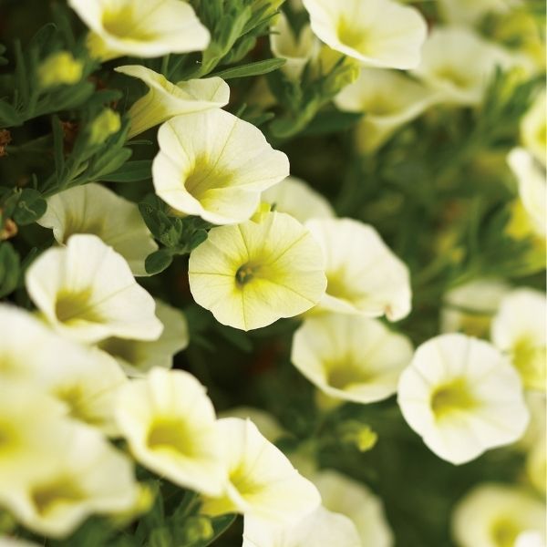 Yellow Chiffon Superbells Calibrachoa