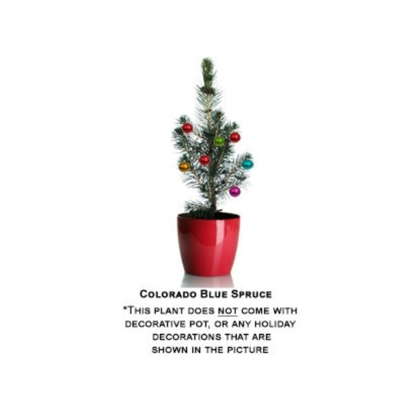 Colorado Blue Spruce Tabletop Christmas Tree