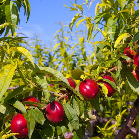 Zephyr Nectarine Tree