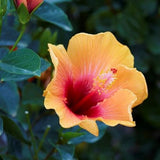 Hollywood&trade; Hibiscus Social Butterfly&trade;