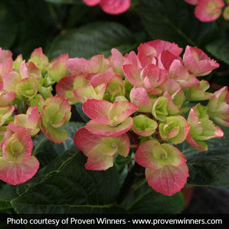 Abracadabra&reg; Orb Hydrangea