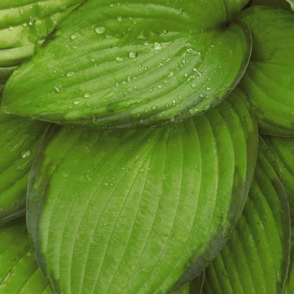 Hosta Paul's Glory