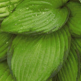 Hosta Paul's Glory