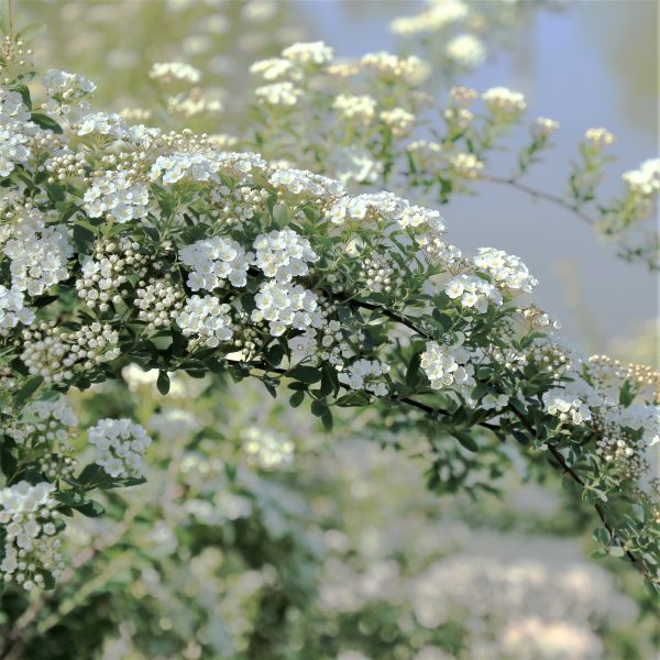 Vanhouttei Spirea