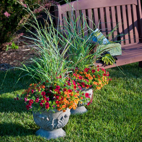 Prairie Winds&reg; Cheyenne Sky Red Switch Grass