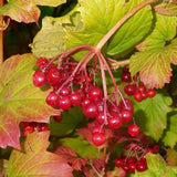 Compact European Cranberrybush Viburnum