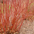 Bailey Red Twigged Dogwood