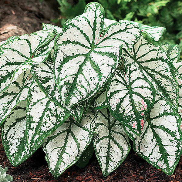 White Christmas Caladium