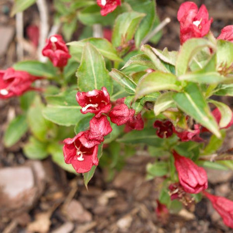 Sonic Bloom&reg; Red Reblooming Weigela